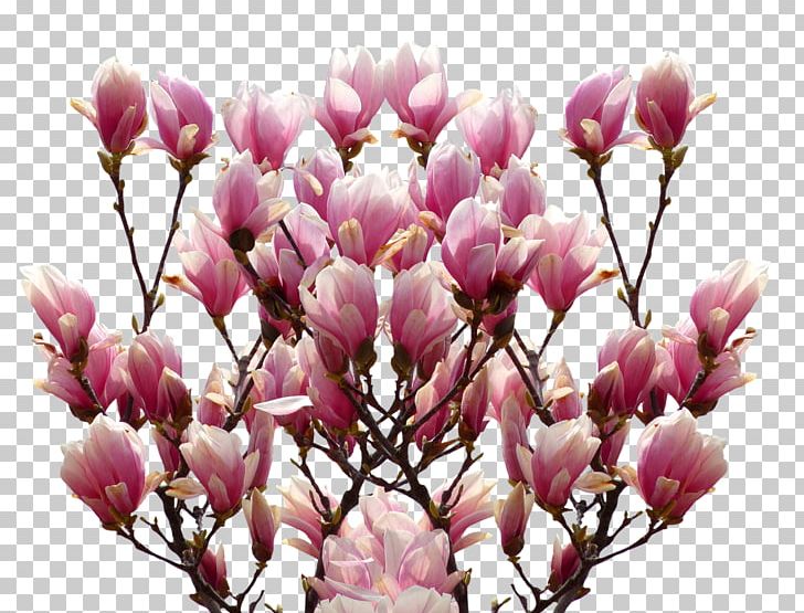 Chinese Magnolia Rouwkaart Star Magnolia Flower PNG, Clipart, Blossom, Branch, Chinese Magnolia, Encapsulated Postscript, Fleur Free PNG Download