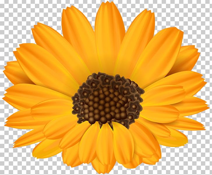 Common Sunflower Template Paper Leaf PNG, Clipart, Calendula, Chrysanths, Clip Art, Clipart, Common Sunflower Free PNG Download