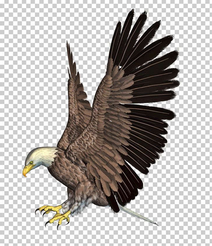 Bald Eagle Bird Accipitridae PNG, Clipart, Accipitridae, Accipitriformes, Animals, Bald Eagle, Beak Free PNG Download
