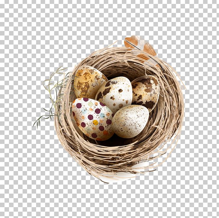 Bird Chicken Quail Eggs PNG, Clipart, Animals, Basket, Bird, Bird Cage, Bird Nest Free PNG Download