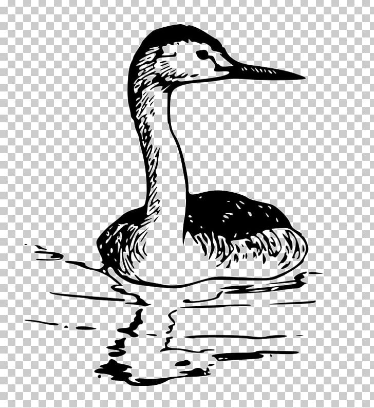 Bird Western Grebe PNG, Clipart, Animals, Beak, Bird, Bird Nest, Black And White Free PNG Download