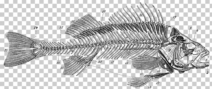 Bony Fishes Skeleton Bone Fish Anatomy PNG, Clipart, Anatomy, Animals, Black And White, Bone, Bone Fish Free PNG Download