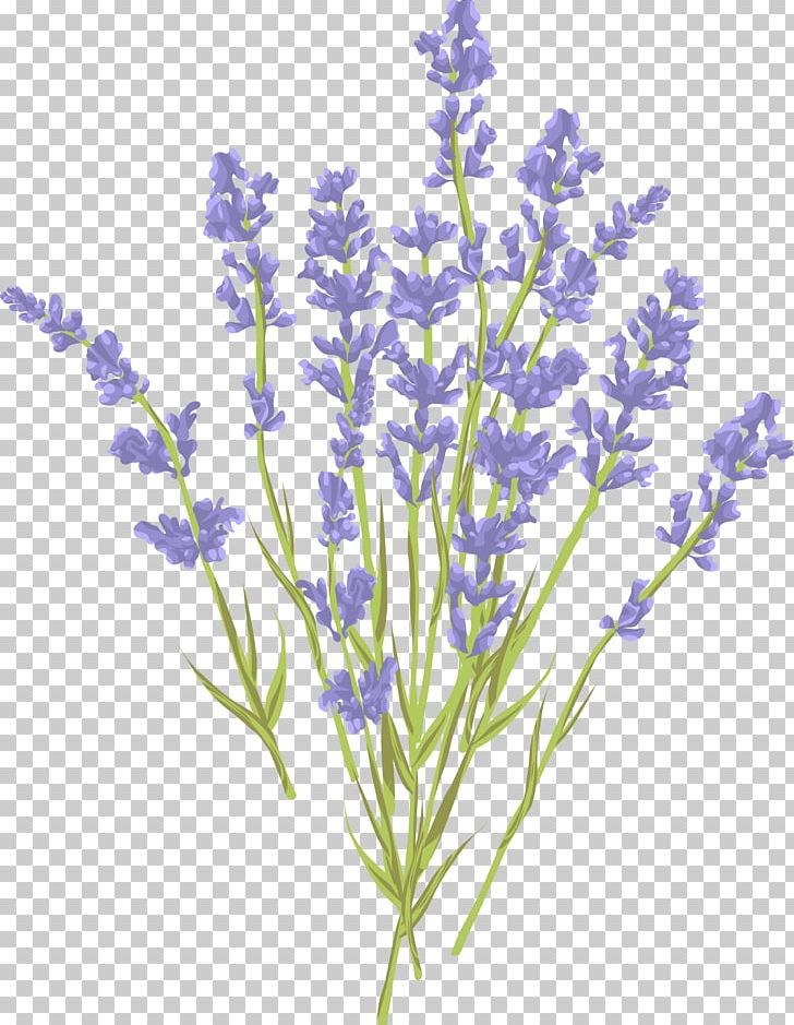 Lavender Euclidean Illustration PNG, Clipart, Blue, Bouquet Of Flowers, Bouquet Of Roses, Branch, Can Stock Photo Free PNG Download