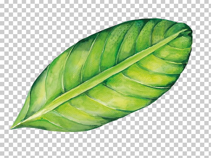Leaf Cartoon PNG, Clipart, Adobe Illustrator, Art, Background, Drawing, Floral Free PNG Download