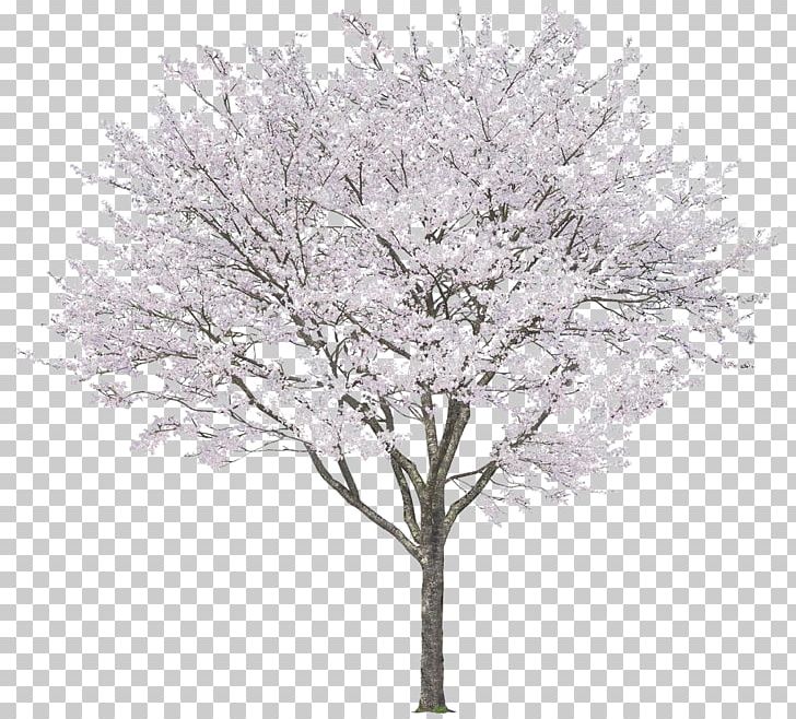 Tree Blossom Rendering PNG, Clipart, Autocad, Black And White, Blossom, Branch, Cherry Blossom Free PNG Download