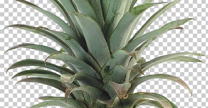 Upside-down Cake Pineapple Multiple Fruit PNG, Clipart, Abaca, Agave, Agave Azul, Ananas, Bromeliaceae Free PNG Download