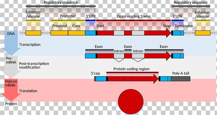Gene Structure Messenger RNA Eukaryote Coding Region PNG, Clipart, Area, Brand, Coding Region, Diagram, Enhancer Free PNG Download
