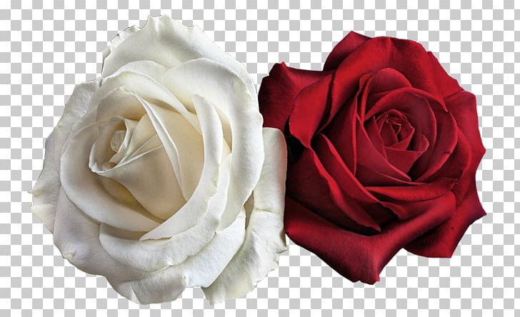 Rose Flower PNG, Clipart, Blue, Blue Rose, Cut Flowers, Desktop Wallpaper, Drawing Free PNG Download