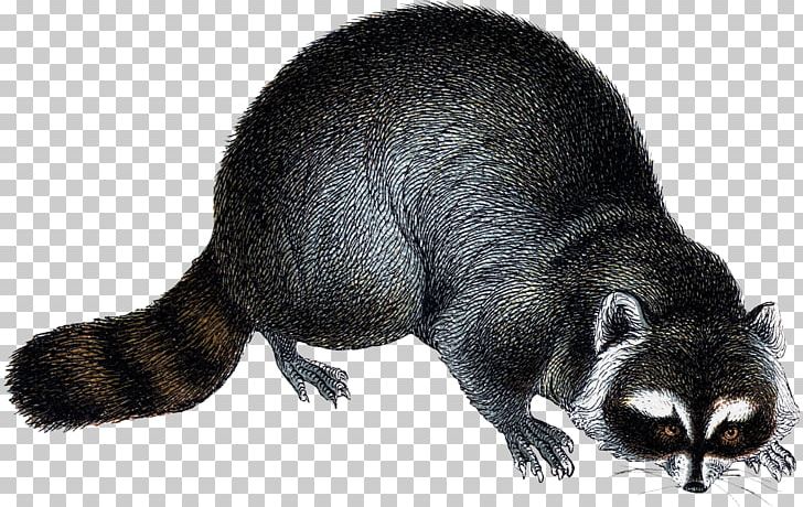 Viverrids Raccoon Rodent Fur Mustelids PNG, Clipart, Animal, Carnivoran, Fauna, Fur, Mammal Free PNG Download