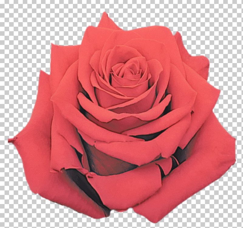 Garden Roses PNG, Clipart, Annual Plant, Artificial Flower, China Rose, Closeup, Cut Flowers Free PNG Download