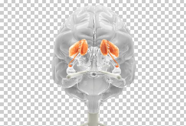 Brain Medicine Neurology PNG, Clipart, Brain, Ligusticum Striatum, Medical, Medicine, Neurologist Free PNG Download