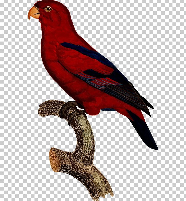 Macaw Stock Photography PNG, Clipart, Animals, Beak, Bird, Depositphotos, Drawing Free PNG Download