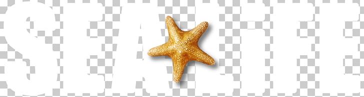 Starfish PNG, Clipart, Animals, London Eye, Starfish, Travel World, Wing Free PNG Download