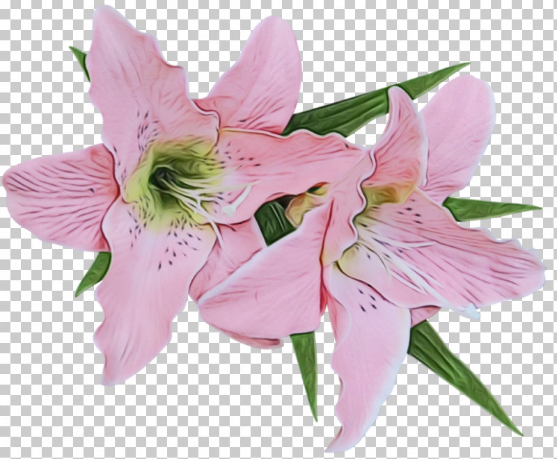 Madonna Lily Flower Drawing Easter Lily Calla Lily PNG, Clipart, Calla Lily, Cut Flowers, Drawing, Easter Lily, Flower Free PNG Download