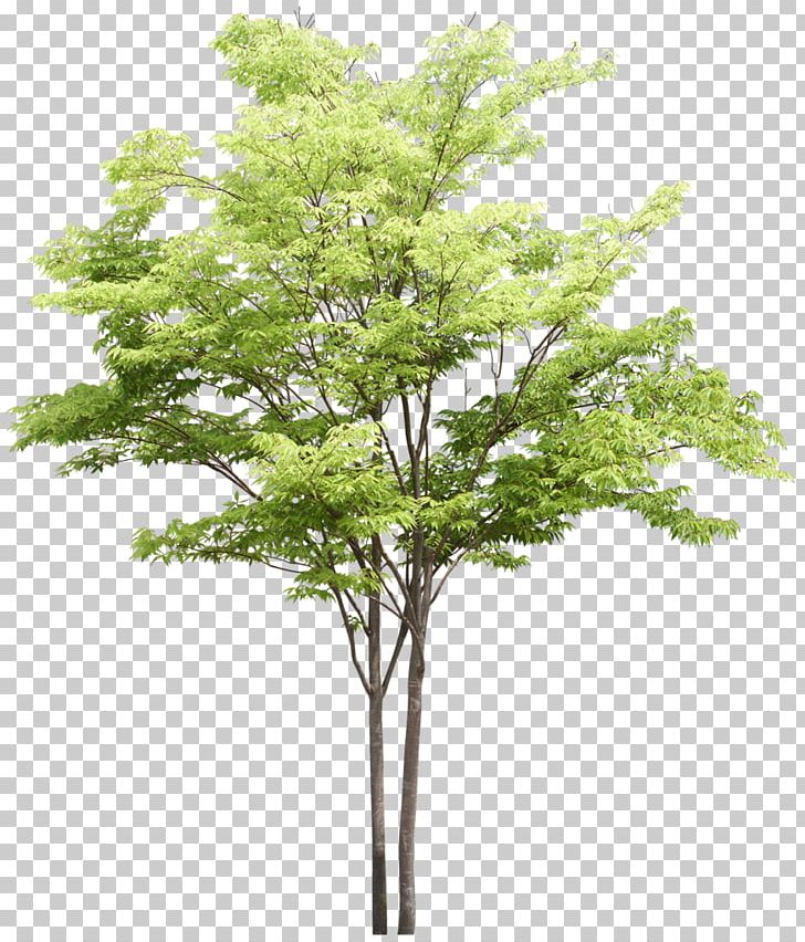 Tree Plant Ash PNG, Clipart, Ash, Ash Tree, Branch, Emerald Ash Borer, Evergreen Free PNG Download