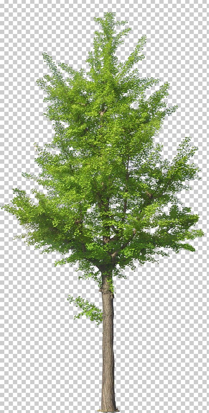 Tree PNG, Clipart, Branch, Christmas Tree, Computer Icons, Conifer, Download Free PNG Download