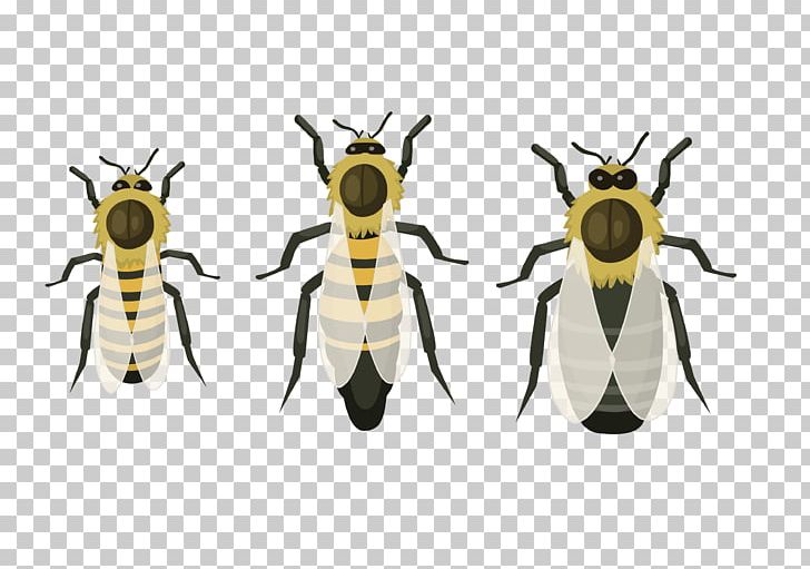 Honey Bee Pest PNG, Clipart, Arthropod, Bee, Honey, Honey Bee, Insect Free PNG Download