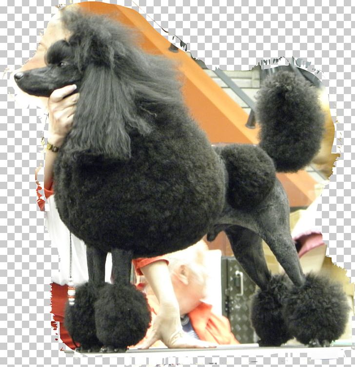 Standard Poodle Miniature Poodle Dog Breed Companion Dog PNG, Clipart, Breed, Carnivoran, Companion Dog, Dog, Dog Breed Free PNG Download