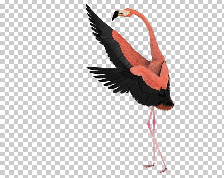 Bird Art Drawing Surrealism PNG, Clipart, Animals, Art, Beak, Bird, Ciconiiformes Free PNG Download