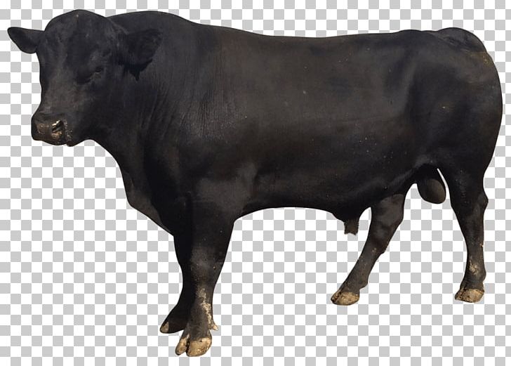 Cattle Bull Nagpuri PNG, Clipart, Animals, Bull, Cattle, Cattle Like Mammal, Cow Goat Family Free PNG Download