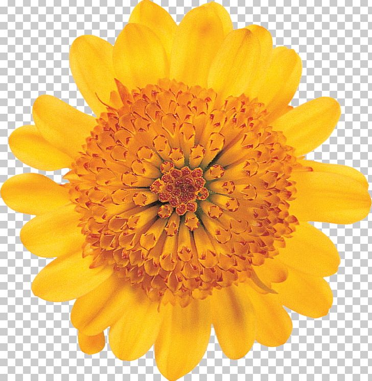 Flower Petal Color Transvaal Daisy Rainbow Rose PNG, Clipart, Annual Plant, Calendula, Chrysanthemum, Chrysanths, Color Free PNG Download