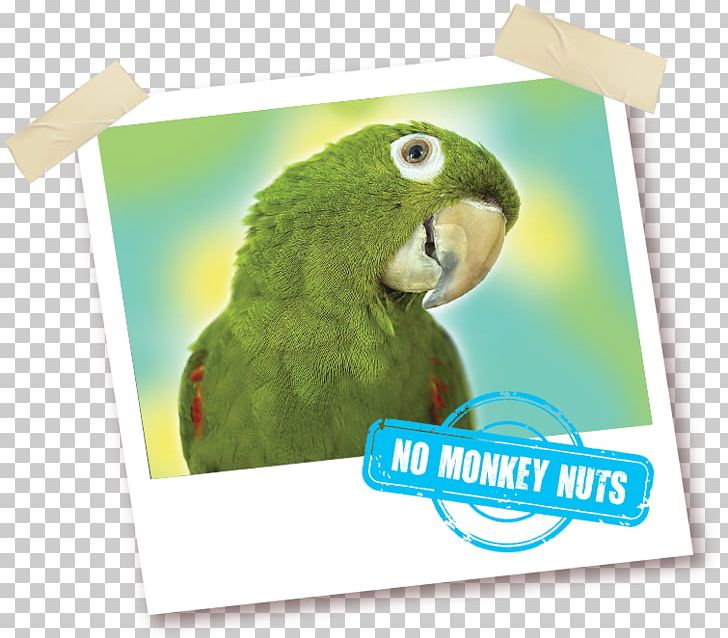 Macaw Parrot What's Wrong With Copying? Parakeet Vitamin PNG, Clipart,  Free PNG Download