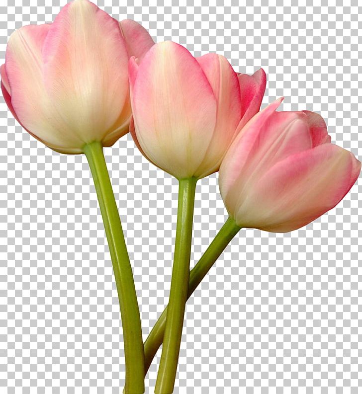 Tulip Pink Garden Roses Flower PNG, Clipart, Bud, Color, Cut Flowers, Drawing, Flower Free PNG Download