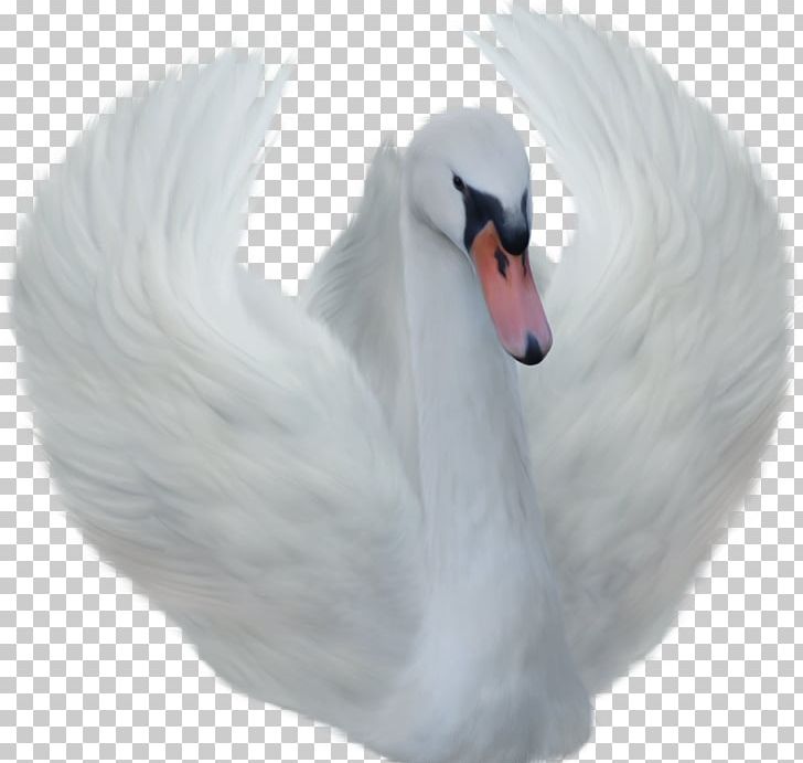 Bird Black Swan PNG, Clipart, Animals, Beak, Bird, Black Swan, Computer Icons Free PNG Download