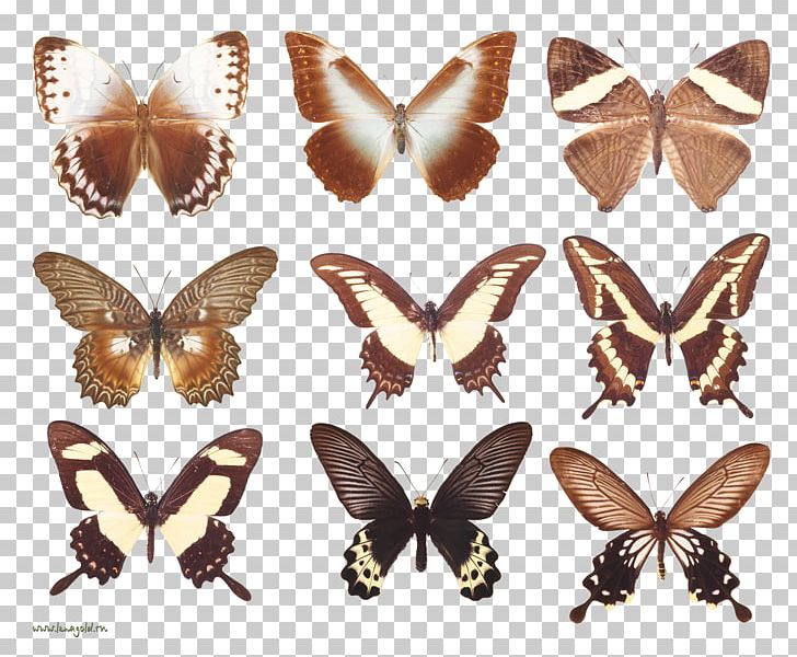 Brush-footed Butterflies Butterfly Moth Insect Wing PNG, Clipart, Arthropod, Brush Footed Butterfly, Butterflies And Moths, Butterfly, Insect Free PNG Download