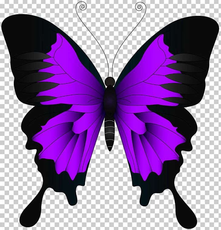 Butterfly High-definition Video PNG, Clipart, Art, Arthropod, Brush Footed Butterfly, Butterflies, Butterfly Free PNG Download