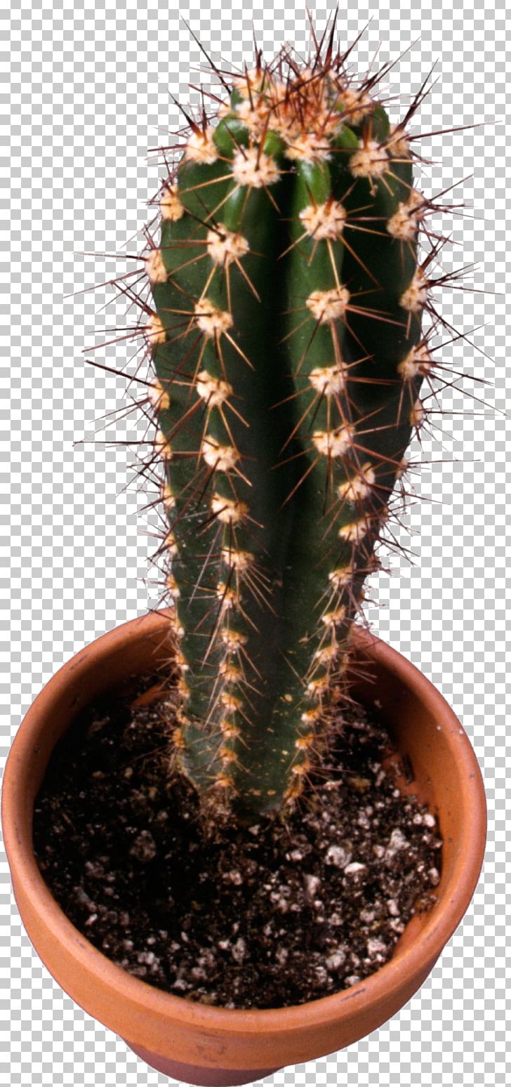 Cactus PNG, Clipart, Cactus Free PNG Download