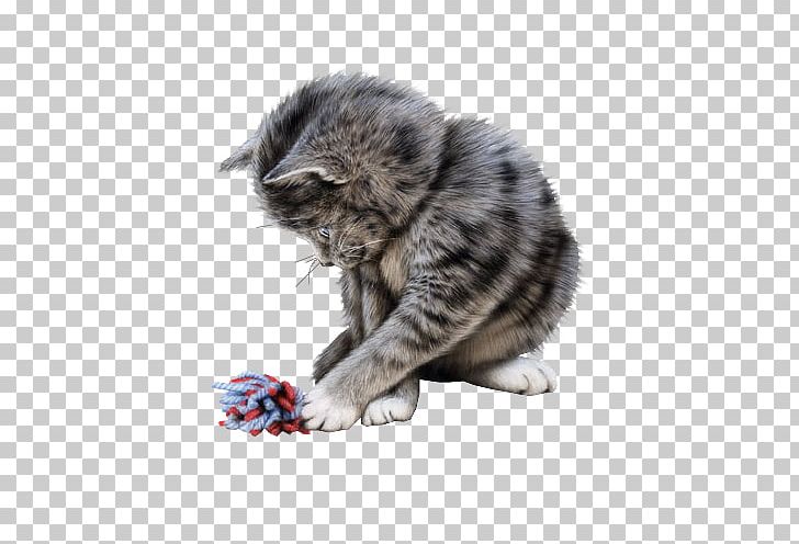 Cat Animation PNG, Clipart, Animals, Animation, Blog, Canalblog, Carnivoran Free PNG Download