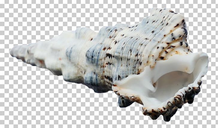 Seashell PNG, Clipart, Beach, Bone, Conch, Google Images, Jaw Free PNG Download