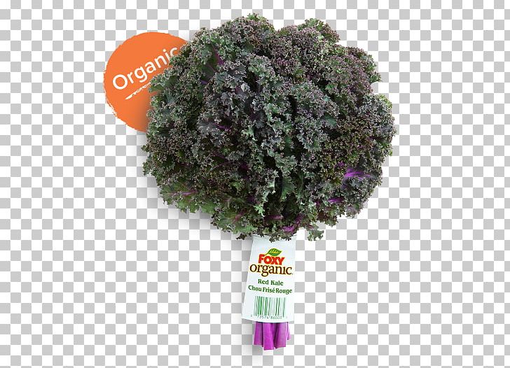 Tree Shrub Herb PNG, Clipart, Grass, Herb, Lavender, Nature, Plant Free PNG Download