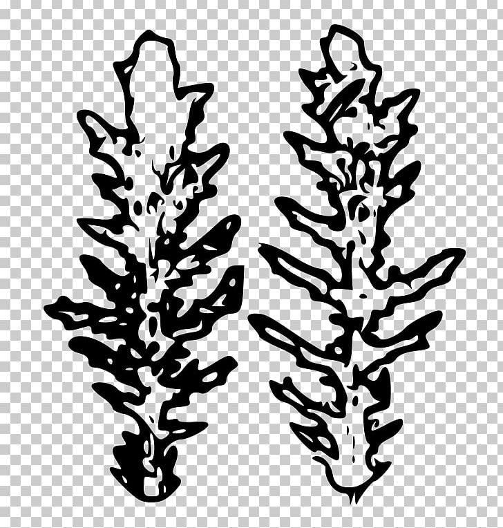 Common Groundsel Senecio Eboracensis Plant Pine Family Genus PNG, Clipart, Annual Plant, Asteraceae, Branch, Britain, Flower Free PNG Download