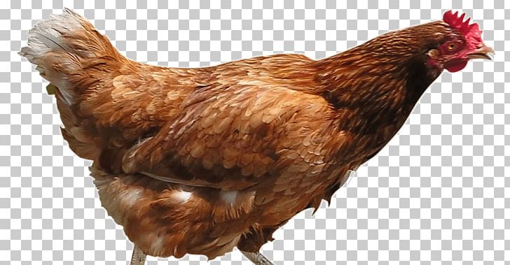 Chicken Curry Roast Chicken Chicken As Food PNG, Clipart, Animals, Beak, Bird, Chicken, Chicken As Food Free PNG Download