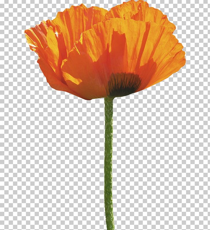 Common Poppy Flower PNG, Clipart, Common Poppy, Coquelicot, Download, Flower, Flowering Plant Free PNG Download