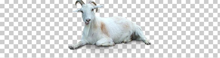 Goat PNG, Clipart, Goat Free PNG Download