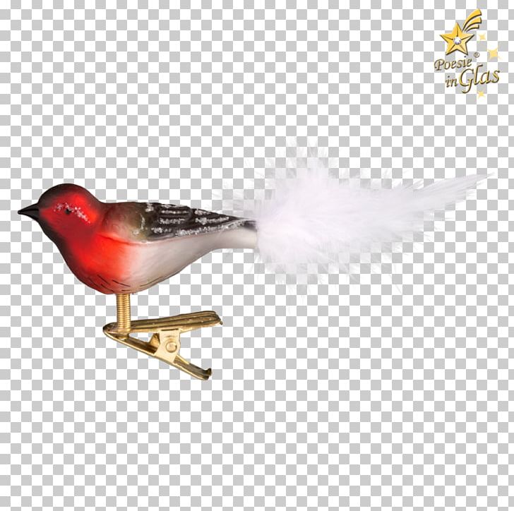 Finches Beak Feather PNG, Clipart, Animals, Beak, Bird, Feather, Finch Free PNG Download