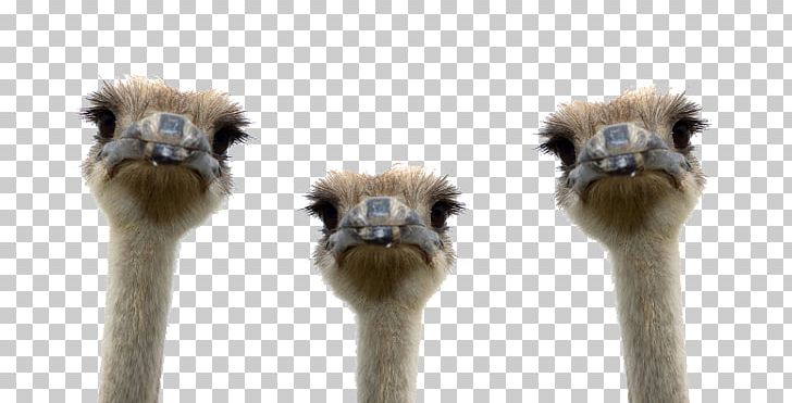 Ostrich PNG, Clipart, Ostrich Free PNG Download