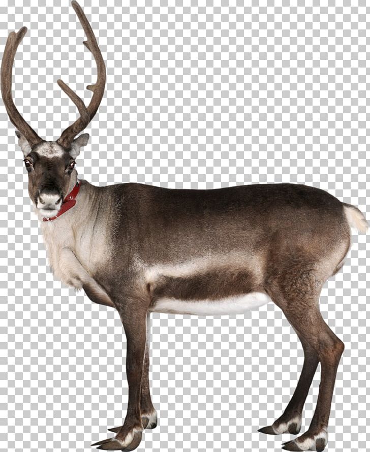 Reindeer Rudolph Santa Claus Antler PNG, Clipart, Animal, Antler, Cartoon, Christmas, Deer Free PNG Download