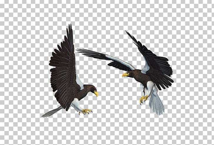 Bald Eagle African Fish Eagle PNG, Clipart, Accipitriformes, Angel Wing, Angel Wings, Animal, Animals Free PNG Download