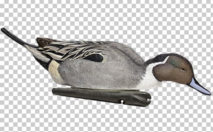 Duck Decoy Mallard Northern Pintail Gadwall PNG, Clipart, Animals, Anseriformes, Avian, Beak, Bird Free PNG Download