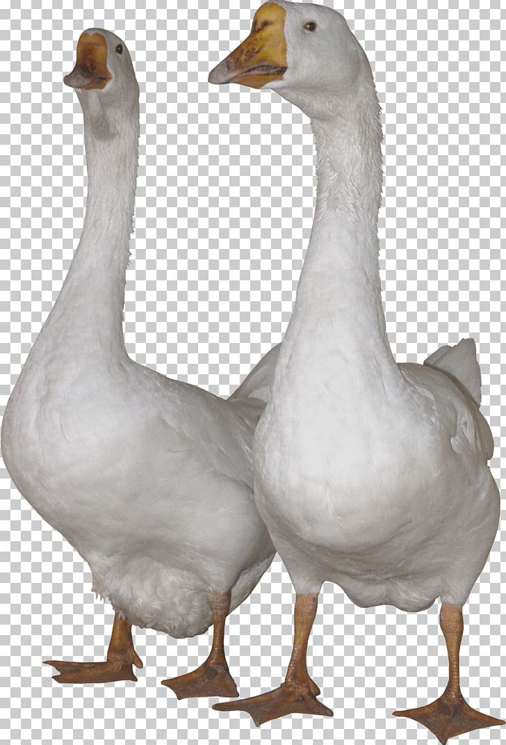 Domestic Goose Swan Goose Duck PNG, Clipart, Akitainu, Animals, Anser, Beak, Bird Free PNG Download
