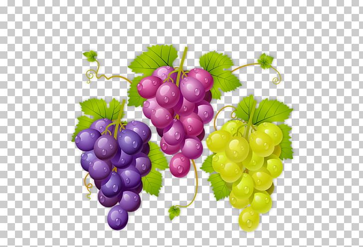 Wine La Cura De La Uva Common Grape Vine Raceme PNG, Clipart, Common Grape Vine, Cura, Drawing, Flowering Plant, Food Free PNG Download