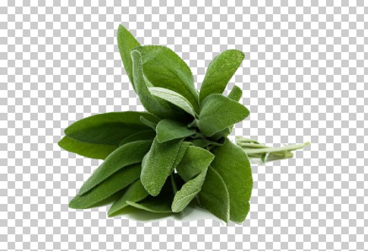 Common Sage Herb Food Olive Oil Thyme PNG, Clipart, Aufguss, Common Sage, Cooking, Essential Oil, Flavor Free PNG Download