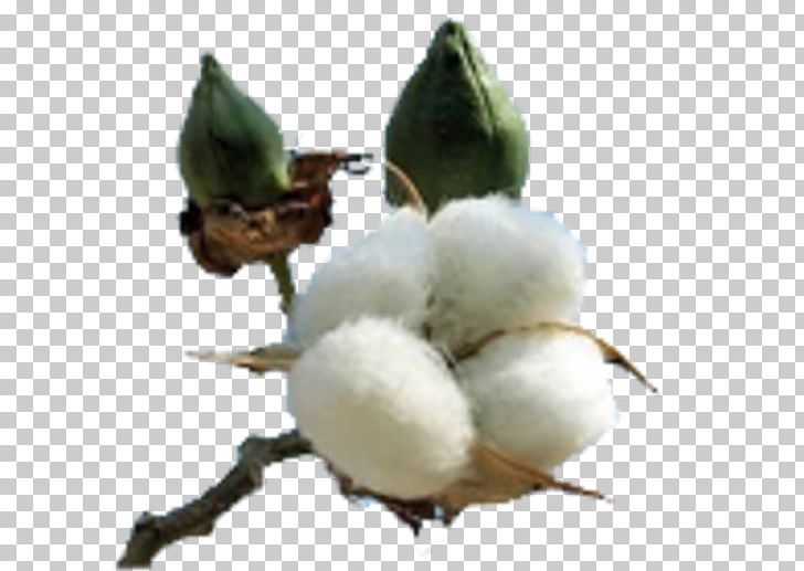 Cotton Plant Gossypium Hirsutum Textile Fiber PNG, Clipart, 50 Kurus, Agriculture, Beak, Bird, Branch Free PNG Download