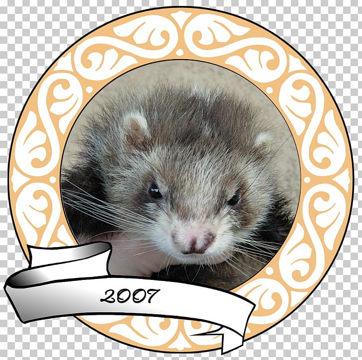 Ferret Mink Whiskers Mustelinae Carnivores PNG, Clipart, Animal, Animal Husbandry, Animals, Basabizitza, Carnivoran Free PNG Download