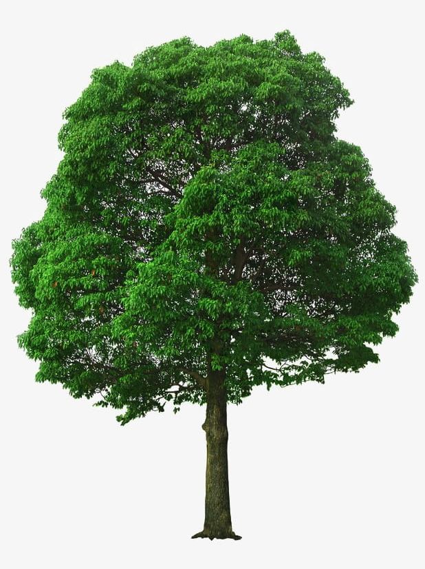 Linden Tree Plant Material PNG, Clipart, Big, Big Tree, Green, Linden, Linden Clipart Free PNG Download