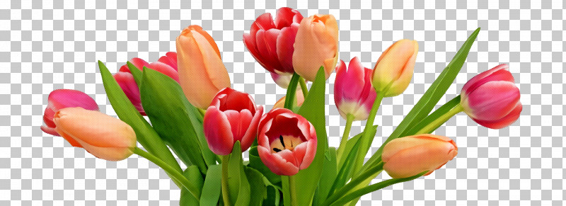 Spring Flower Spring Floral Flowers PNG, Clipart, Artificial Flower, Bouquet, Bud, Crocus, Cut Flowers Free PNG Download